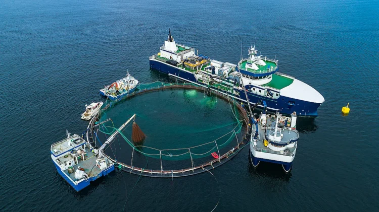 Director de Pesca de Noruega pide regulaciones más estrictas para el conteo de peces en la acuicultura
