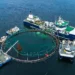 Director de Pesca de Noruega pide regulaciones más estrictas para el conteo de peces en la acuicultura