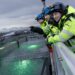 Gigante Salmon confirma muertes masivas de smolts