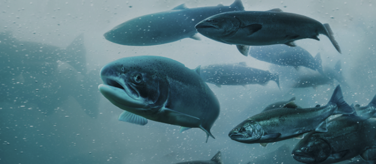 RAS HIMA Seafood contrata tecnología que garantice bienestar de los peces