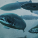 RAS HIMA Seafood contrata tecnología que garantice bienestar de los peces