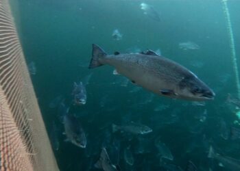 Proyecto busca identificar con IA a peces «escapados»