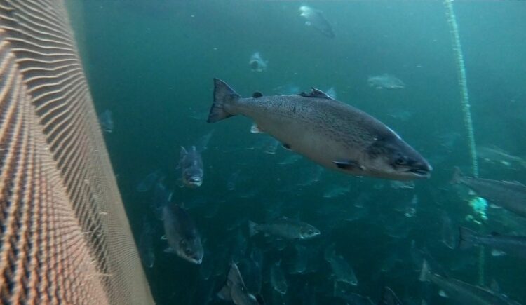 Proyecto busca identificar con IA a peces «escapados»