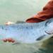 Tormentas en Noruega provocan alza de precios del Salmón