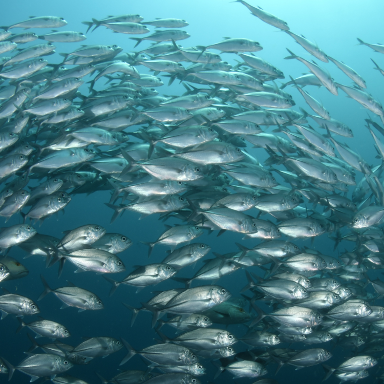 Comienzan a tomar forma estándares internacionales de bienestar de peces