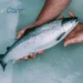 BioMar cuenta con "CALM", un producto que ayuda a controlar el estrés y mejorar el rendimiento.