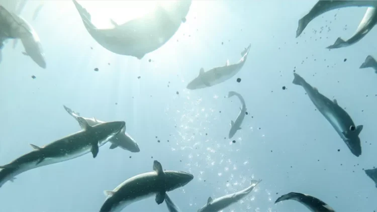 Biomar lanzó "CALM" el nuevo producto que ayuda a controlar el estrés y mejorar el rendimiento