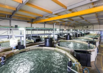 Fase 2 de Kingfish Company ya está operativa