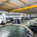 Fase 2 de Kingfish Company ya está operativa