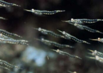 Harina de Krill: Una solución nutricional para la acuicultura