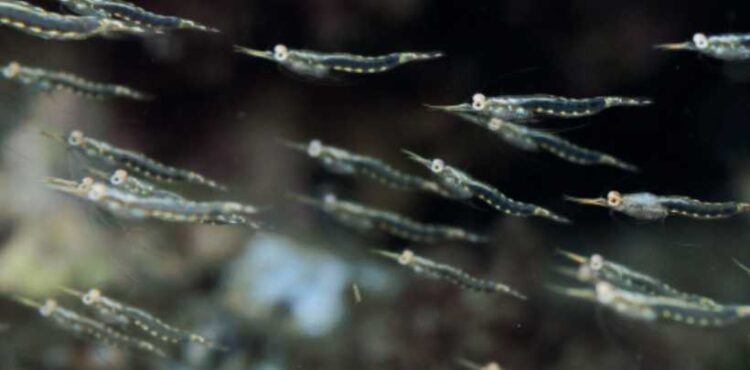 Harina de Krill: Una solución nutricional para la acuicultura