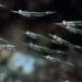 Harina de Krill: Una solución nutricional para la acuicultura