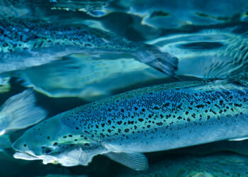 Salmon Evolution planea expandirse a lo grande a través del Atlántico