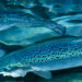 Salmon Evolution planea expandirse a lo grande a través del Atlántico