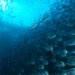 Recomiendan uso de la etología para el bienestar de los peces
