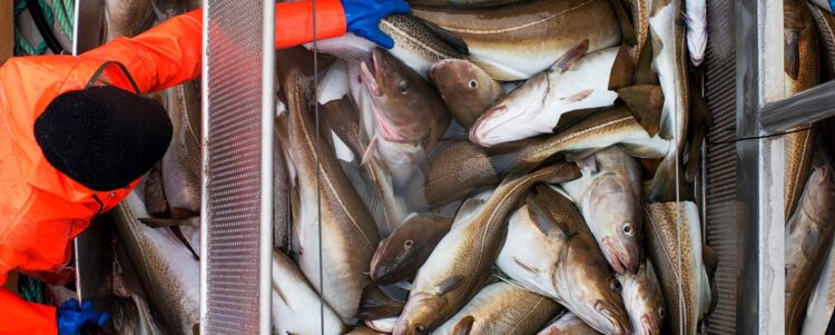 Lerøy sufre una nueva fuga de peces