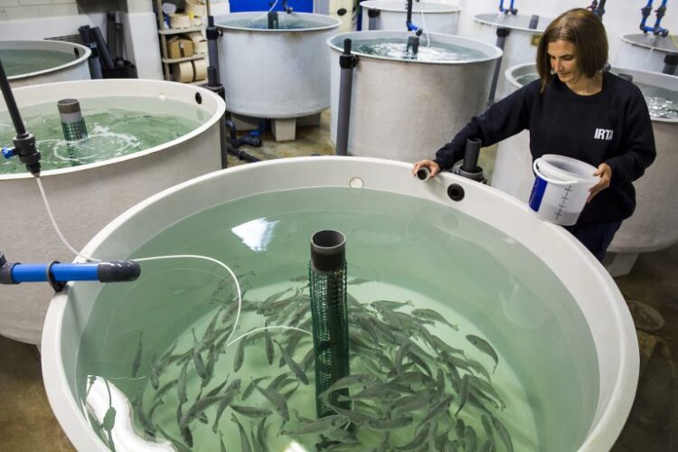 IRTA España desarrolla ensayo como estrategia para mejorar salud de los peces