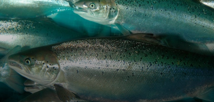 Alta mortalidad de peces el 2023 pone el alerta a las autoridades de Noruega
