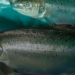 Alta mortalidad de peces el 2023 pone el alerta a las autoridades de Noruega