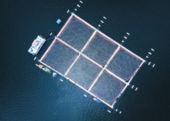Cooke produce el primer salmón orgánico cultivado en Chile