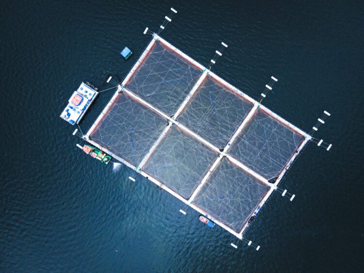 Cooke produce el primer salmón orgánico cultivado en Chile