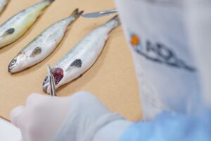 Chilenos identifican mecanismos de defensa y reparación de tejidos branquiales en salmones