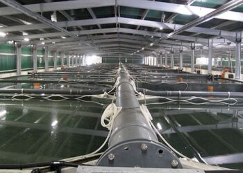 RAS: Estudian efectos de nitratos a nivel molecular en peces