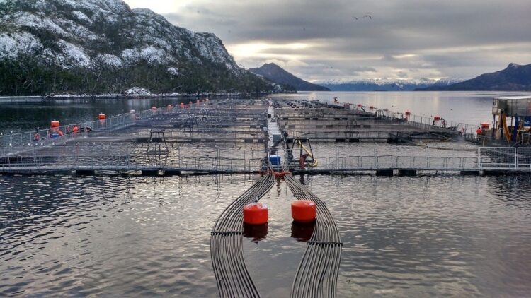 Invitan a seminario «La Ruta del Salmón Magallánico»