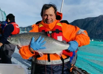 Cooke Chile produce el primer salmón orgánico del país