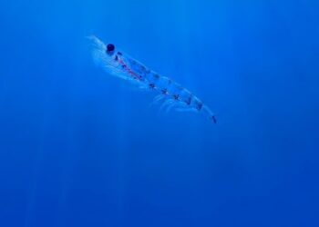 Beneficios de la introducción de harina de krill en la tilapia del Nilo