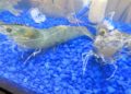 Natural Shrimp completa con éxito ensayo en Japón