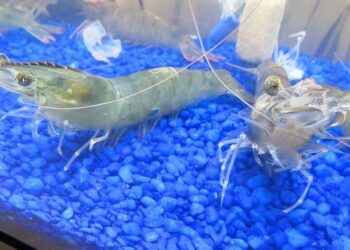 Natural Shrimp completa con éxito ensayo en Japón