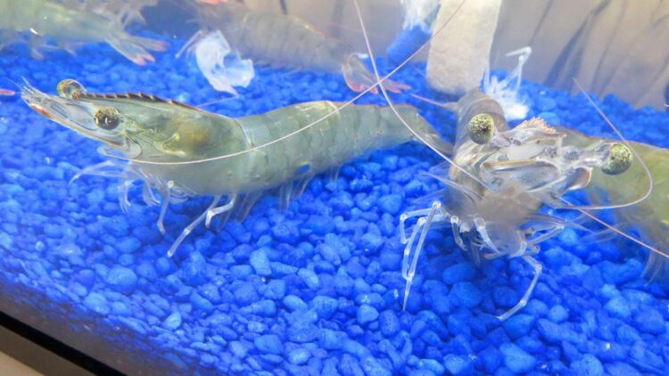 Natural Shrimp completa con éxito ensayo en Japón