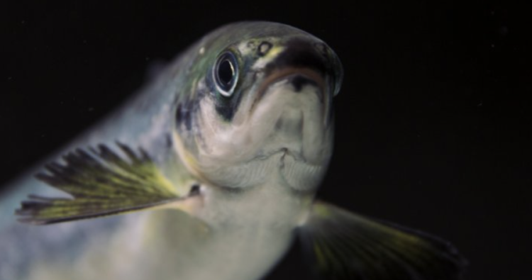 Noruega potenciar bienestar de los peces a través de cambios normativos