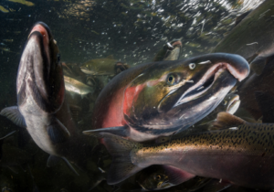 Universidad de Chile participa en inédito mapeo del genoma de Salmón Coho