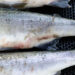 Investigación arroja datos sobre tratamiento contra piojos de mar