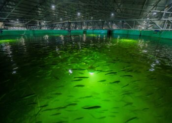 Bioled busca definir luz óptima en RAS de ciclo completo