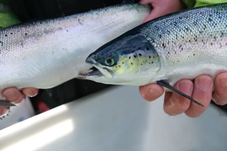 Desarrollan nuevas vacunas para peces en Mowi