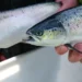 Desarrollan nuevas vacunas para peces en Mowi