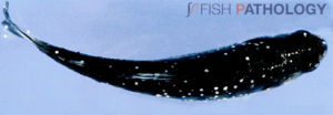 Estudio de VeHiCe revela impacto de la Ichthyophthirius multifiliis