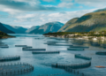 Reducción de pisciculturas genera controversia en Noruega