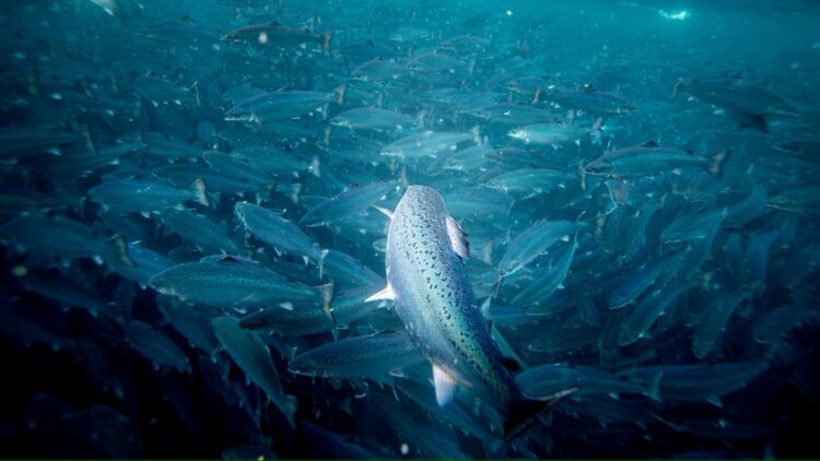 La empresa tiene como objetivo alcanzar una capacidad de producción de 40.000 toneladas. Créditos Andfjord Salmon.