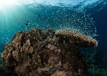 DNV asume la propiedad total de Ocean Ecology tras la adquisición de Åkerblå
