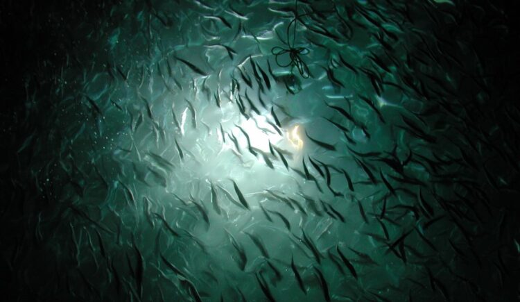 Estudio descarta efecto nocivo de olas en los peces