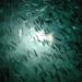 Estudio descarta efecto nocivo de olas en los peces