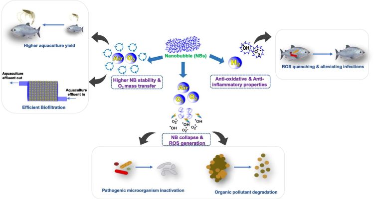 Aplicaciones de las Nanoburbujas. Créditos estudio.