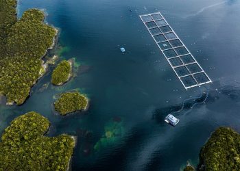 Global Salmon Initiative lanza Informe de Sostenibilidad revelando avances de la industria