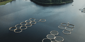 Datos de Marine Resource Economics ilustran la caída en la cuota de mercado chilena y la respuesta noruega tras el virus ISA. Foto: Cedida.