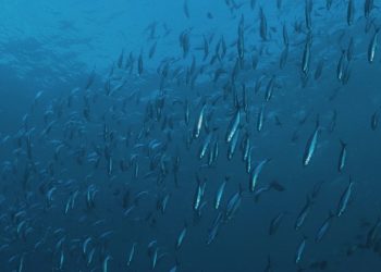Intesal y Centro INCAR realizarán simposio en Congreso Ciencias del Mar