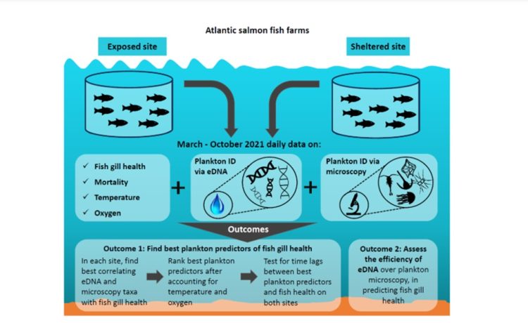 Amenaza planctónica en salmones y tecnologías para combatirla